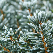 grankvister med rimfrost. foto.