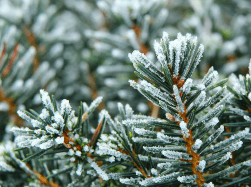 grankvister med rimfrost. foto.