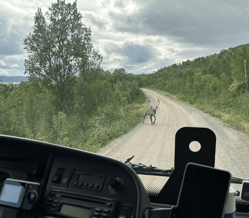 møter på veien, her rein. foto