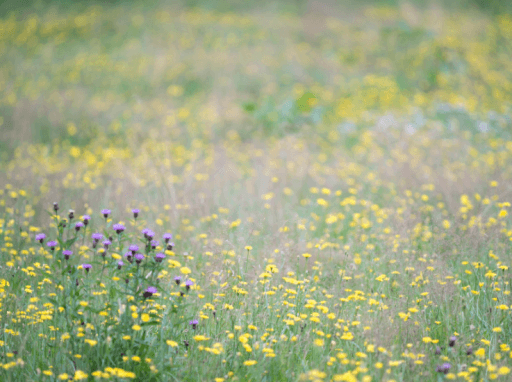 blomstereng. foto