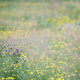 blomstereng. foto